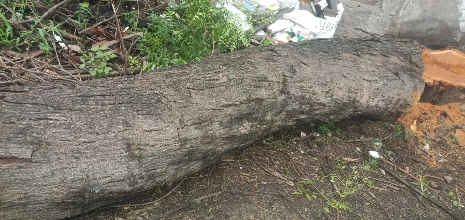 Shankar Tree Cutting Services