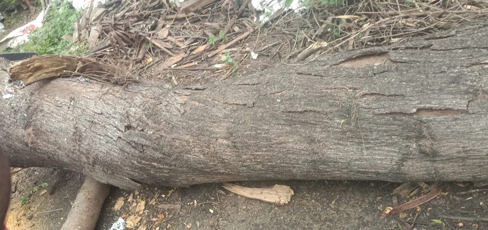 Shankar Tree Cutting Services