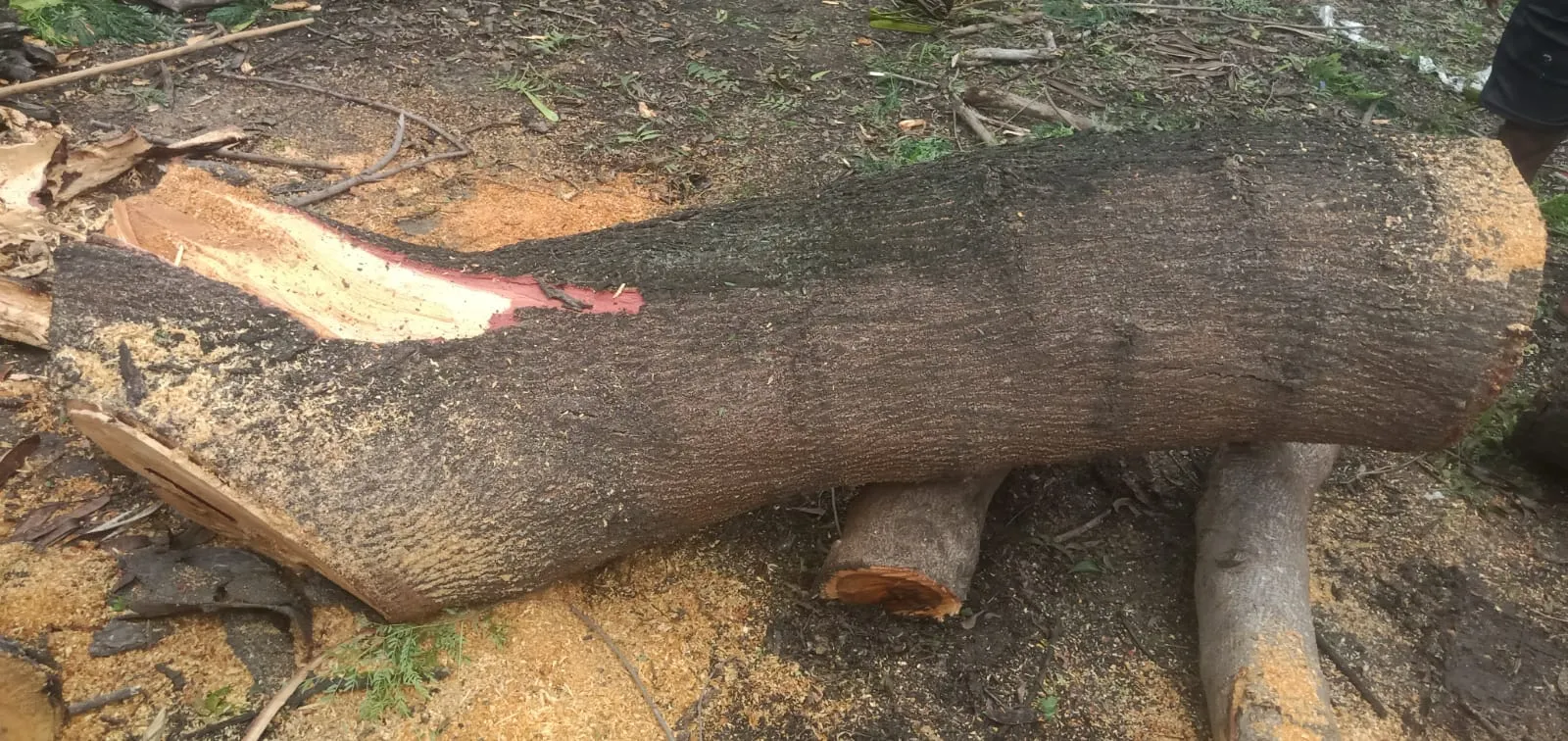 Shankar Tree Cutting Services