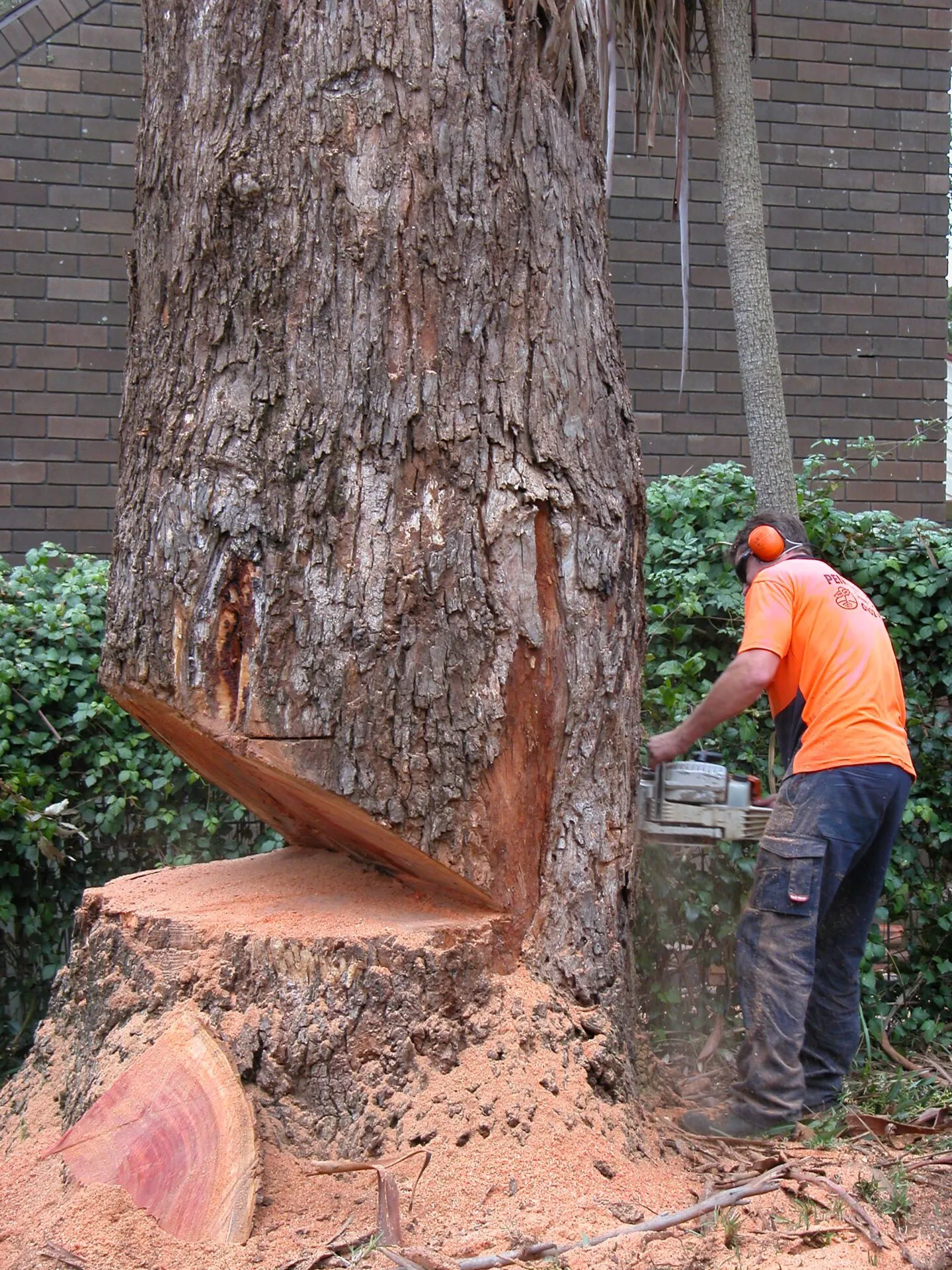 Shankar Tree Cutting Services