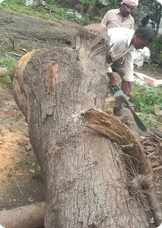 Tree Cutting
