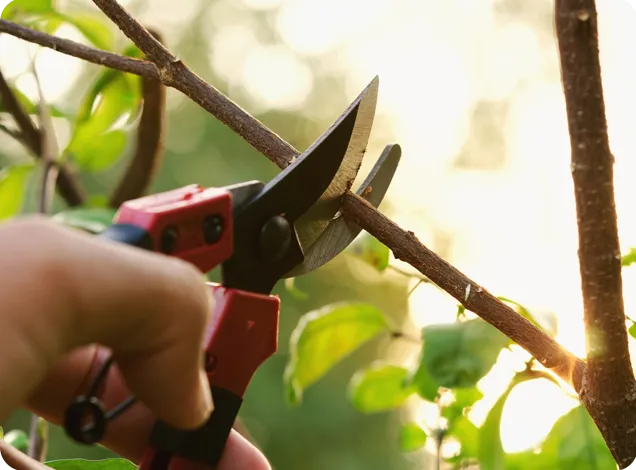 Tree Pruning